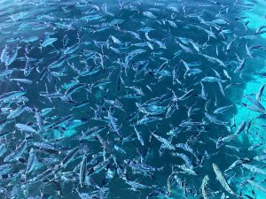 School_of_fish