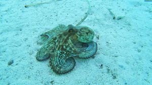 Snorkeling_Razzoli