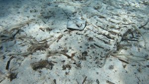 Mediterranean_Sting_ray