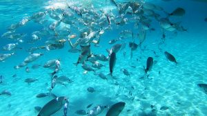 Snorkeling Palau